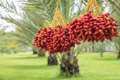 Why Stuffed Dates Make the Perfect Gift — And Why Sweet Saffrons Stands Out